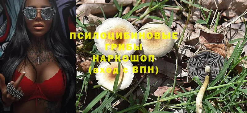 как найти наркотики  Тетюши  Псилоцибиновые грибы MAGIC MUSHROOMS 